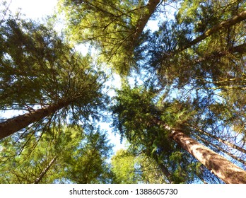 Looking up, trees in different perspective 