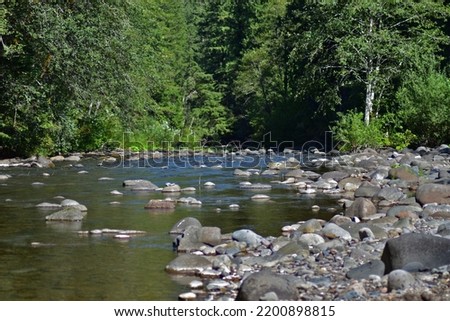 Looking upstream at a river into the forest.