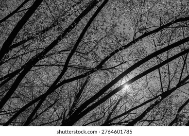 Looking upward through the arching canopy of a deciduous forest in early spring, Italy. Dark tree branches create bold diagonal lines across the frame, while fresh bright green leaves catch the light against a clear blue sky. A starburst sun peeks through the intersection of two large branches in the lower centre. The graphic, abstract quality makes this ideal for backgrounds, editorial use, and nature themes. Picture in Black and White.