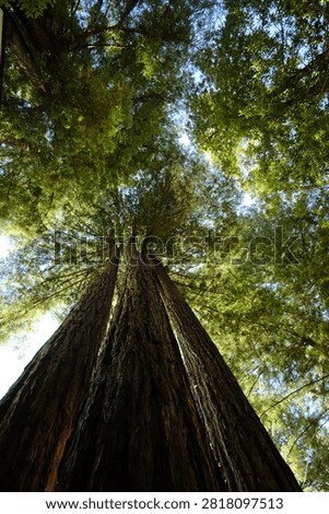 Looking upward through the towering canopy of a magnificent coast redwood tree in Guerneville, California, with vibrant green foliage filtering the soft daylight.