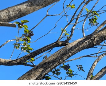 Looking upward through tree branches with fresh green leaves and purple flower buds against a vivid blue spring sky.