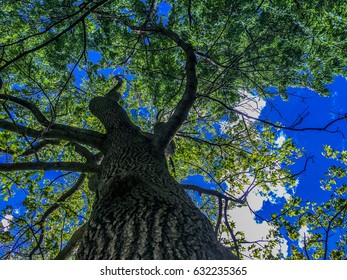 Looking upward under the tree canopy.