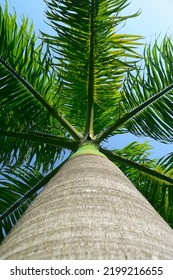 Looking upwards at a palm tree