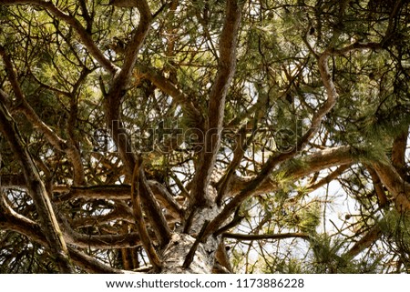 Looking upwards at a pine tree