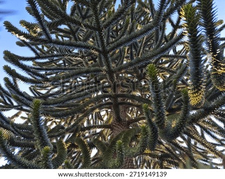 Looking upwards through the branches of a monkey puzzle tree