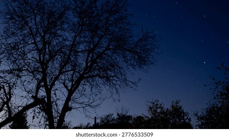 Looking up view of bare tree branches creating organic silhouette against deep blue starry night sky. Natural framing with intricate branch patterns. Peaceful nighttime atmosphere with ample copy space on the right.