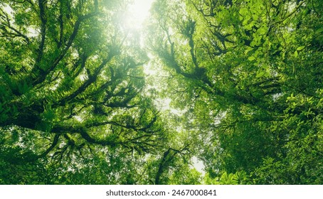 Looking up view of tree trunk to green leaves of tree in forest with sun light. Fresh environment in green woods. Forest tree on sunny day. Natural carbon capture. Sustainable conservation and ecology