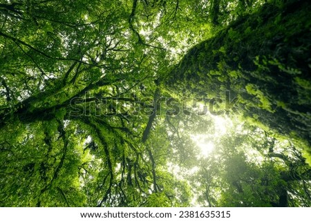 Looking up view of tree trunk to green leaves of tree in forest with sun light. Fresh environment in green woods. Forest tree on sunny day. Natural carbon capture. Sustainable conservation and ecology
