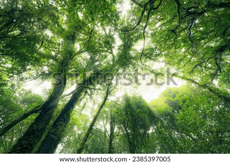 Looking up view of tree trunk to green leaves of tree in forest with sun light. Fresh environment in green woods. Forest tree on sunny day. Natural carbon capture. Sustainable conservation and ecology