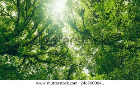 Looking up view of tree trunk to green leaves of tree in forest with sun light. Fresh environment in green woods. Forest tree on sunny day. Natural carbon capture. Sustainable conservation and ecology
