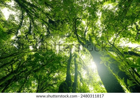 Looking up view of tree trunk to green leaves of tree in forest with sun light. Fresh environment in green woods. Forest tree on sunny day. Natural carbon capture. Sustainable conservation and ecology