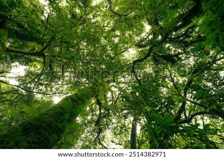 Looking up view of tree trunk to green leaves of tree in forest with sun light. Fresh environment in green woods. Forest tree on sunny day. Natural carbon capture. Sustainable conservation and ecology