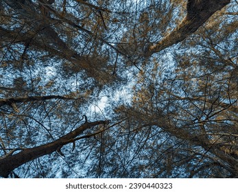 Looking up view of trees and blue sky
