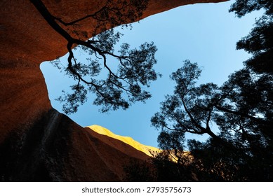 Looking up view of trees and blue sky.