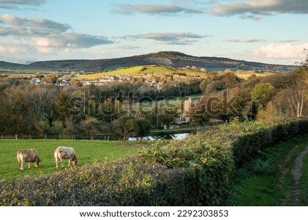 Looking to Warton Crag and Carnforth across a field with cows in it