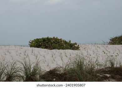 Looking west at Sunset Beach in Treasure Island Florida over the sea oats beach renourishment. Winds blowing over green oats out to the Gulf of Mexico.
