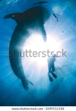 Looking up at a whale shark that is silhouetted against the sun shining through the surface