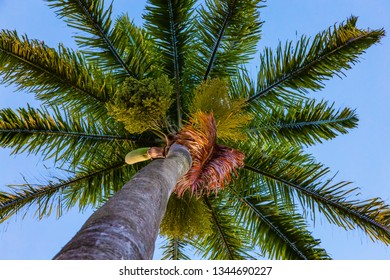 Looking up while resting under the palm tree