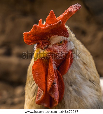 Looking at a white rooster with a red crest in a pen in the Basque country