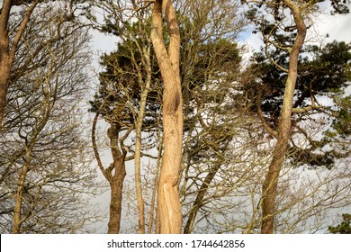 Looking Up At Winter Trees