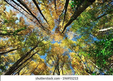 Looking up at the yellow, orange, and green tops of trees.