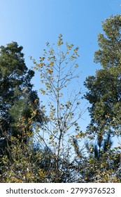 Looking up at a young tree surrounded by green forest canopy under a bright blue sky