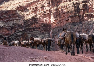 Lookng Uphill At The Back Of A Pack Mule Train In The Grand Canyon