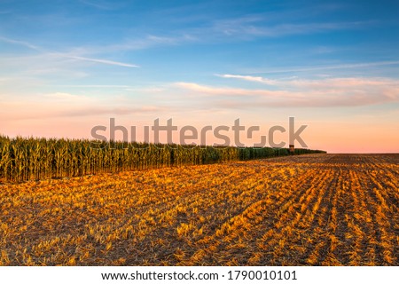 Lookout tower between corn field and empty field after harvesting. Panorama picture with mowed wheat field  under  sunny day. Czech Republic.