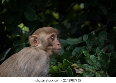 The Looks Of Baby Macaque