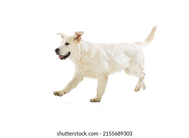 Looks Happy, Delighted. Studio Shot Of Golden Retriever, Purebred Dog Running Isolated On White Background. Concept Of Animal, Pets, Vet, Friendship. Copy Space For Ad, Design