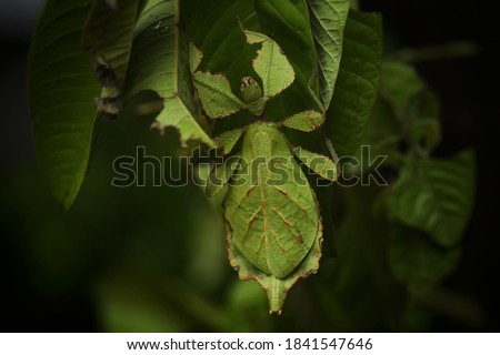 It looks like a leaf with both the core and the veins. That is like being eaten by an insect It will have the appearance of a grasshopper's tentacles, the leaves will be a thread. 