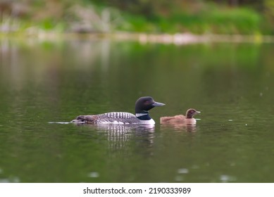 Loon And Baby On Minnesota Lake