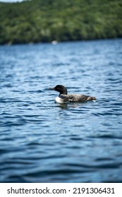 Loon Bird On New Hampshire Squam Lake In Lakes Region