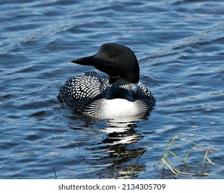 Loon Close-up Profile Front View Swimming In The Lake In Its Environment And Habitat, Displaying Red Eye, White And Black Feather Plumage, Greenish Neck. Loon In Wetland Image. Loon On Lake. 