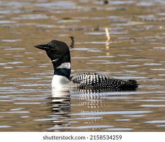 Loon Close-up Profile Side View Swimming In The Lake In Its Environment And Habitat, Displaying Red Eye, White And Black Feather Plumage, Greenish Neck. Image. Picture. Portrait. Photo.