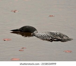 Loon Close-up Profile Side View Swimming In The Lake In Its Environment And Habitat, Displaying Red Eye, White And Black Feather Plumage. Loon In Wetland Image. Loon Photo Stock. 