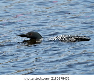 Loon Close-up Profile Side View Swimming In The Lake In Its Environment And Habitat, Displaying Red Eye, White And Black Feather Plumage. Loon In Wetland Image. Loon On Lake. Loon Photo Stock. 