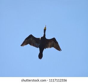 A Loon In Flight