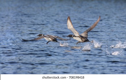 Loon Flying In Nature