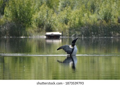 A loon having a morning dive in a pond.