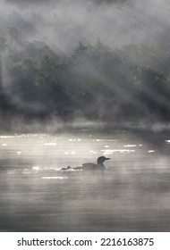 Loon With Her Baby During Morning