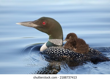 Loon With Her Baby During Summer