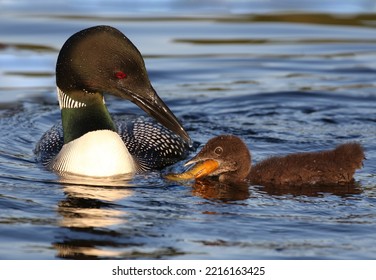 Loon With Her Baby During Summer