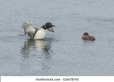 Loon With Her Chick In The Kenai National Wildlife Refuge, Alaska.