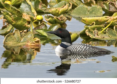 Loon In Lower Ohmer Lake, Kenai National Wildlife Refuge, Alaska.