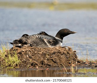 Loon nesting and guarding the nest by the lake shore in its environment and habitat with a blur background. Loon Nest Image. Loon on Lake. Loon in Wetland. Picture. Portrait. Photo. 