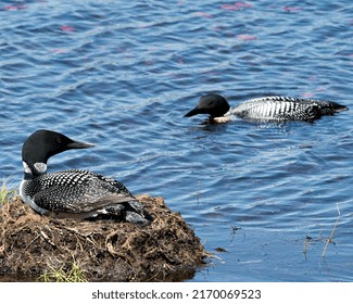 Loon Nesting On Its Nest With Marsh Grasses, Mud And Water In Its Environment And Habitat Displaying Red Eye, Black And White Feather Plumage, With A Blur Background. Loon Nest Image