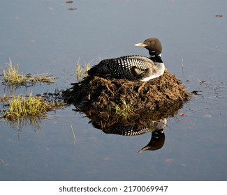 Loon Nesting On Its Nest With Marsh Grasses, Mud And Water In Its Environment And Habitat Displaying Red Eye, Black And White Feather Plumage, Greenish Neck With Body Reflection. 