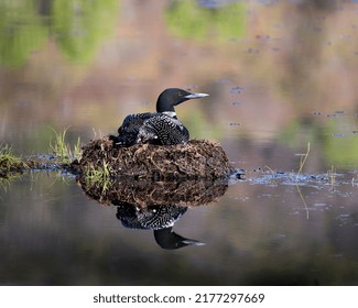 Loon Nesting On Its Nest With Marsh Grasses, Mud And Water In Its Environment And Habitat Displaying Red Eye, Black And White Feather Plumage, Greenish Neck With Body Reflection. Loon Nest Image.