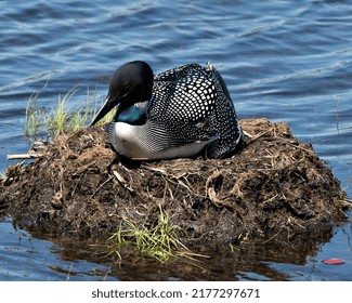 Loon Nesting On Its Nest With Marsh Grasses, Mud And Water In Its Environment And Habitat Displaying Red Eye, Black And White Feather Plumage, With A Blur Background. Loon Nest.